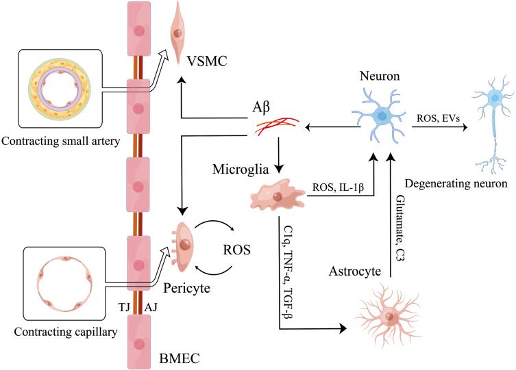 https://cdn.ncbi.nlm.nih.gov/pmc/blobs/8ad2/10473143/1d9ed6161daa/jad-94-jad221064-g002.jpg