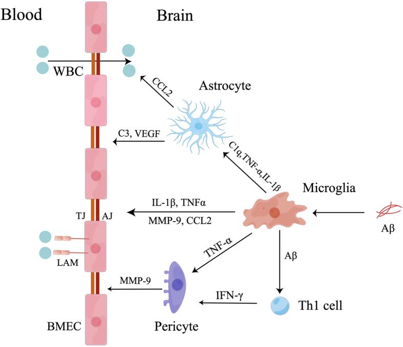 https://cdn.ncbi.nlm.nih.gov/pmc/blobs/8ad2/10473143/5b42513ab8ff/jad-94-jad221064-g001.jpg