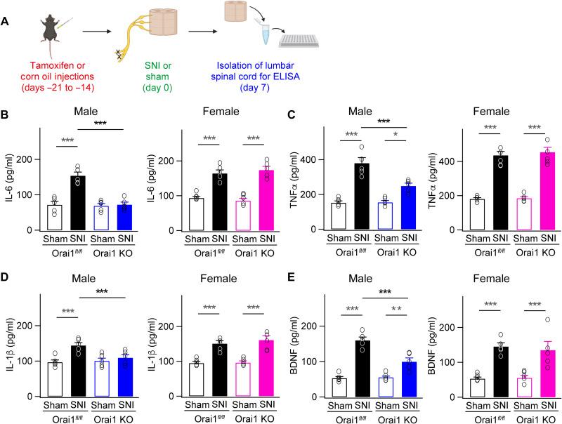 https://cdn.ncbi.nlm.nih.gov/pmc/blobs/8ad2/9883051/05a68712f59e/sciadv.ade7002-f4.jpg