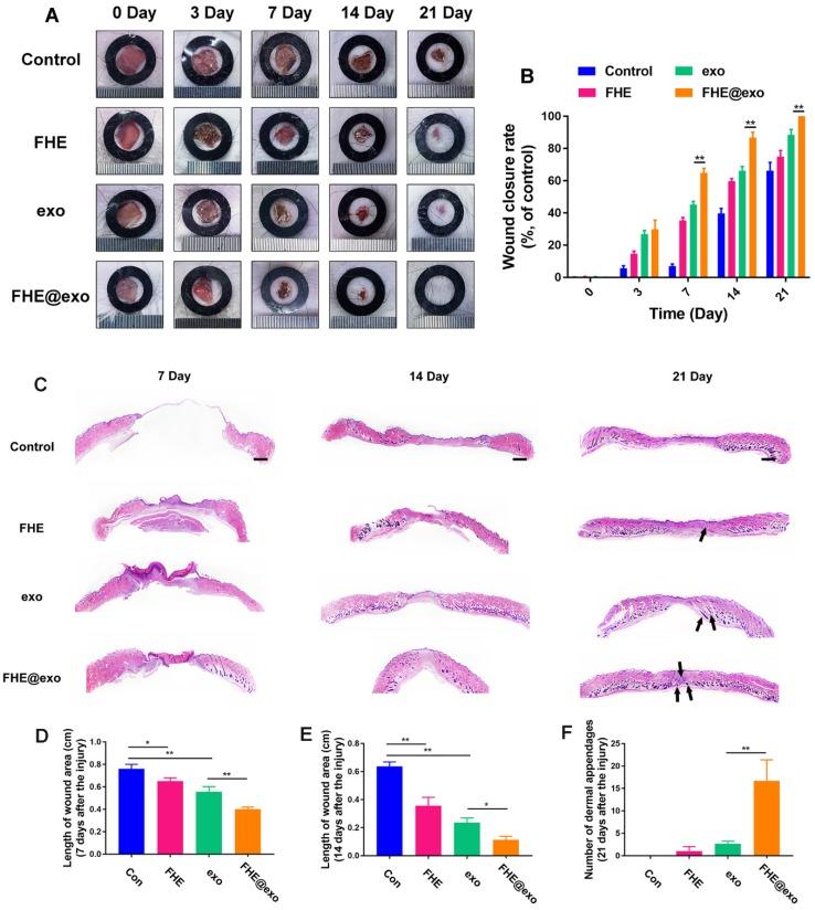https://cdn.ncbi.nlm.nih.gov/pmc/blobs/8ad5/6332800/710c7fa070f8/thnov09p0065g005.jpg