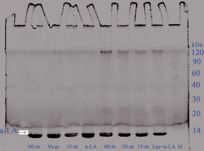 https://cdn.ncbi.nlm.nih.gov/pmc/blobs/8ad9/7786593/572ab1e509d5/gr10.jpg