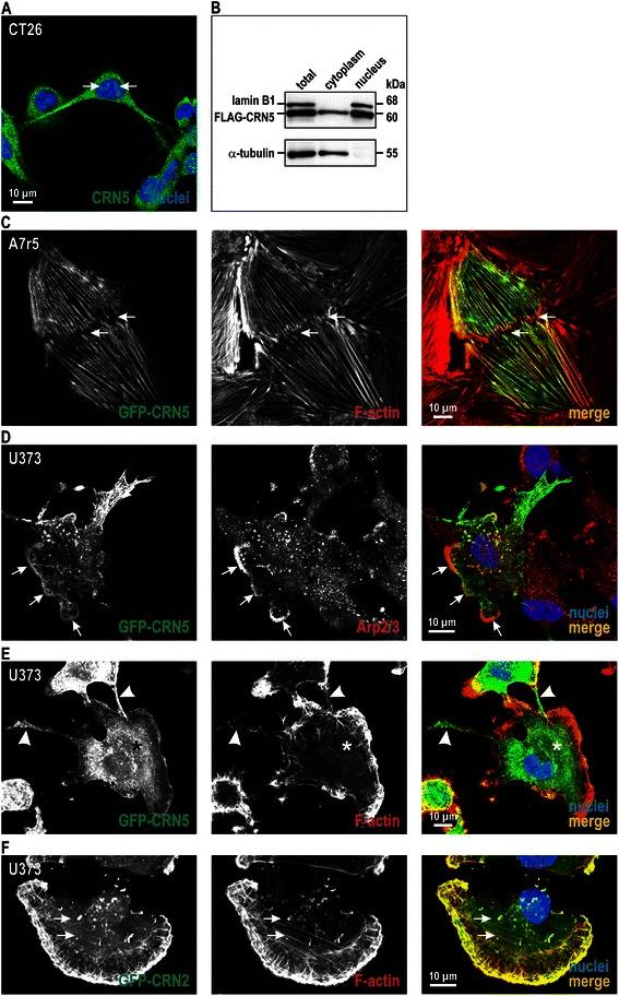https://cdn.ncbi.nlm.nih.gov/pmc/blobs/8ada/4612562/14e4c8484cae/12885_2015_1645_Fig2_HTML.jpg