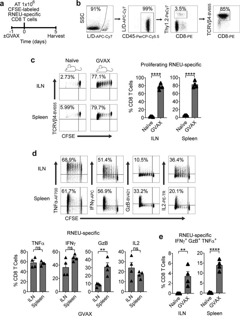 https://cdn.ncbi.nlm.nih.gov/pmc/blobs/8add/7781773/1df7d27f0396/KONI_A_1809926_F0002_B.jpg