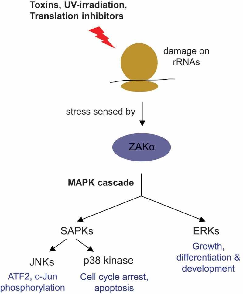 https://cdn.ncbi.nlm.nih.gov/pmc/blobs/8ade/9067528/25c0be31cae4/KRNB_A_2065116_F0002_OC.jpg