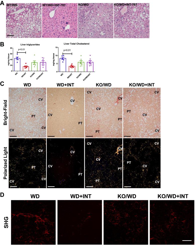 https://cdn.ncbi.nlm.nih.gov/pmc/blobs/8ae1/9638804/5121b2c29a8d/gr6ad.jpg