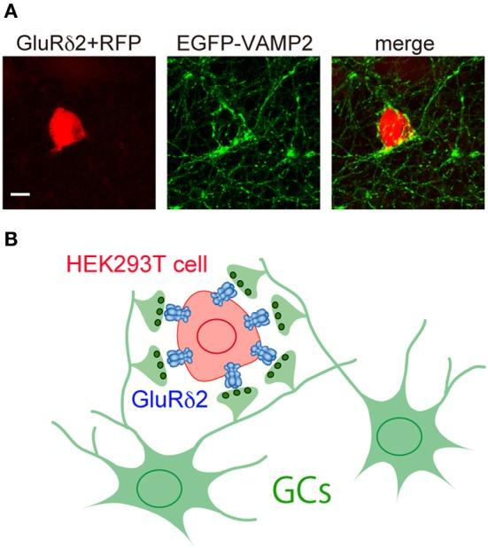 https://cdn.ncbi.nlm.nih.gov/pmc/blobs/8ae4/3505014/da90c73982a6/fncir-06-00090-g0003.jpg