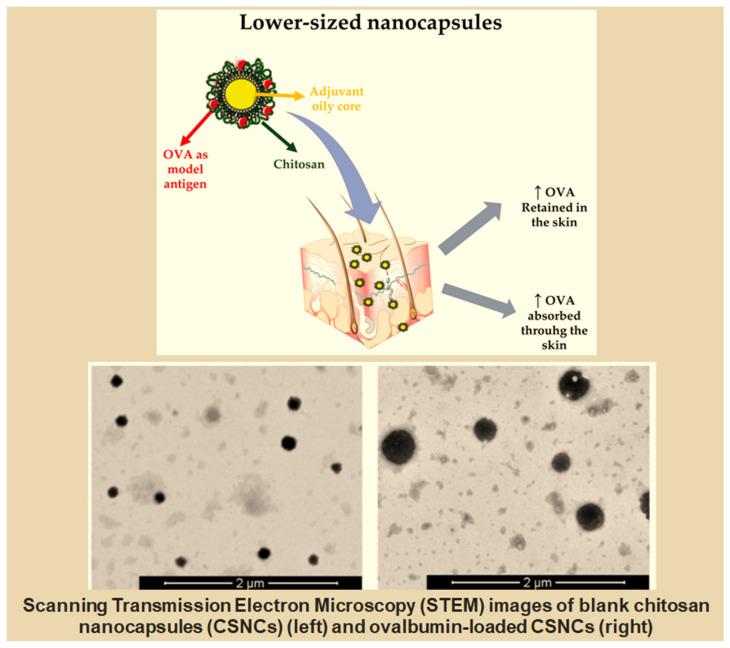 https://cdn.ncbi.nlm.nih.gov/pmc/blobs/8af0/11172476/036411a6b1e2/ijms-25-05842-g008.jpg