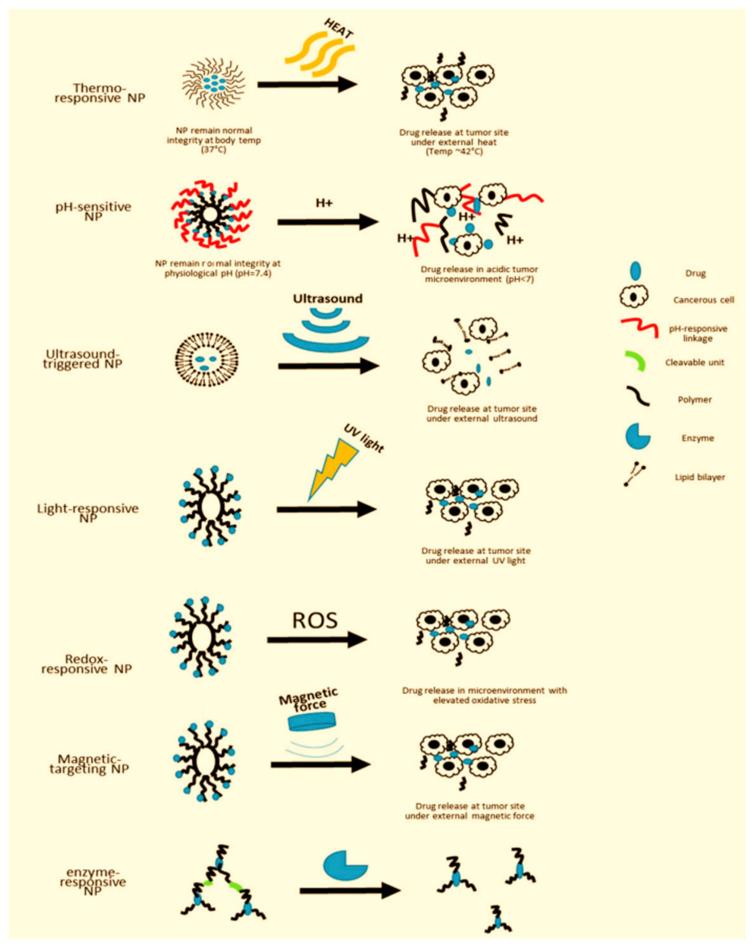 https://cdn.ncbi.nlm.nih.gov/pmc/blobs/8af0/11172476/8d0f1841569d/ijms-25-05842-g012.jpg