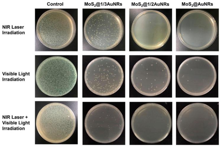 https://cdn.ncbi.nlm.nih.gov/pmc/blobs/8af0/11172476/a1251a79b179/ijms-25-05842-g015.jpg