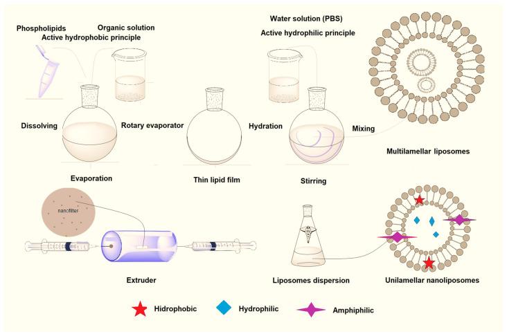 https://cdn.ncbi.nlm.nih.gov/pmc/blobs/8af0/11172476/cc291cafd93d/ijms-25-05842-g002.jpg