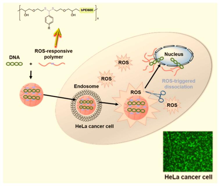 https://cdn.ncbi.nlm.nih.gov/pmc/blobs/8af0/11172476/f4f378cc53fb/ijms-25-05842-g013.jpg
