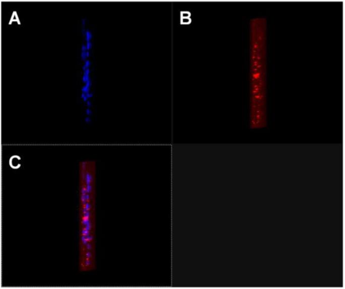 https://cdn.ncbi.nlm.nih.gov/pmc/blobs/8af2/5302496/7b0398c2c571/nanomaterials-06-00092-g006.jpg