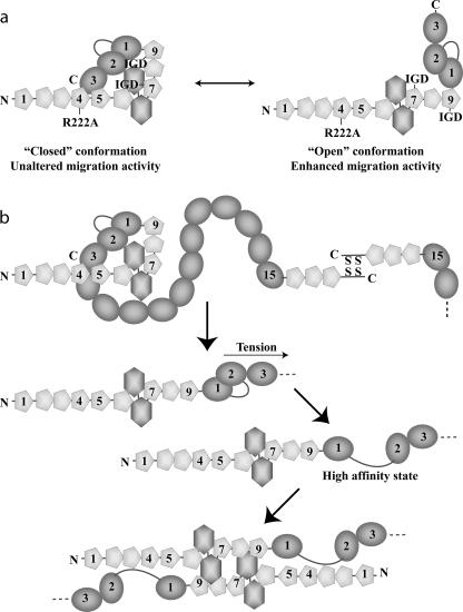 https://cdn.ncbi.nlm.nih.gov/pmc/blobs/8af3/2708863/681c5902c1ab/zbc0280979010006.jpg