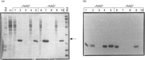https://cdn.ncbi.nlm.nih.gov/pmc/blobs/8af4/1137258/213209024e55/biochemj00080-0207-a.jpg
