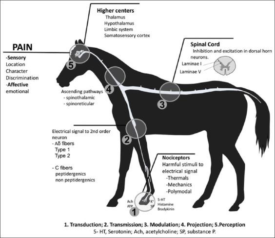 https://cdn.ncbi.nlm.nih.gov/pmc/blobs/8af4/8743789/e0eba205a5cd/Vetworld-14-2984-g001.jpg