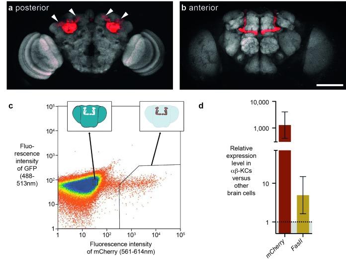 https://cdn.ncbi.nlm.nih.gov/pmc/blobs/8af6/5553932/d60290207661/elife-28297-fig1.jpg