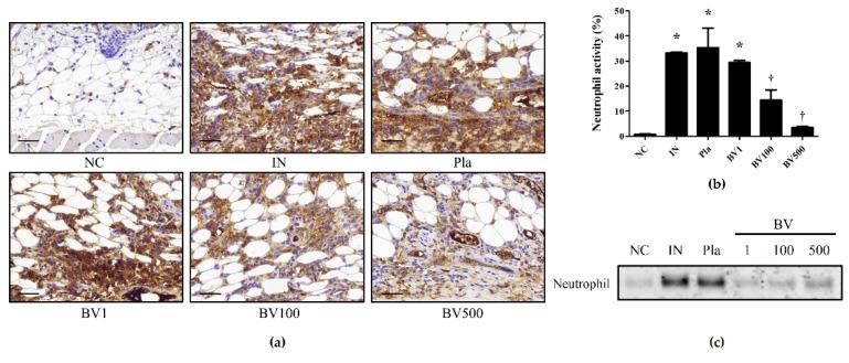 https://cdn.ncbi.nlm.nih.gov/pmc/blobs/8af7/9611473/47b8d5a3d97e/toxins-14-00663-g004.jpg