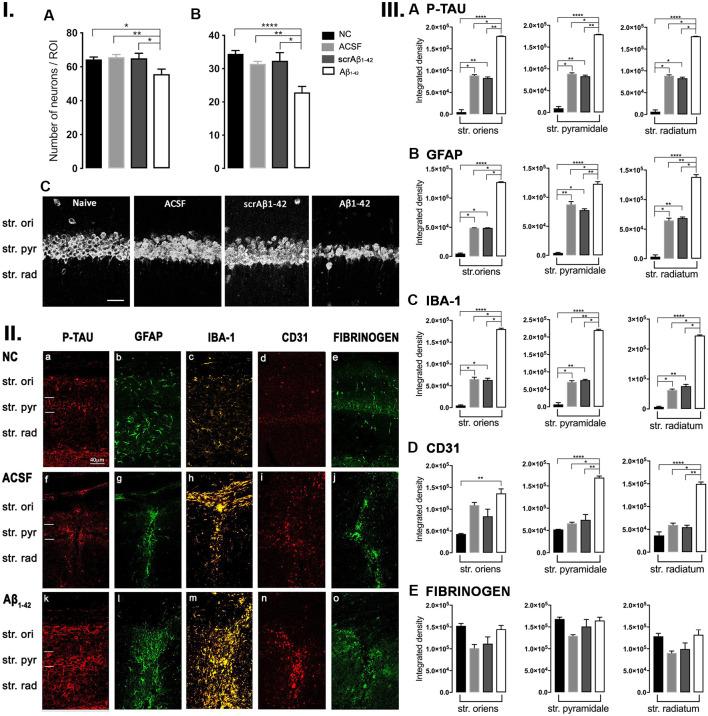 https://cdn.ncbi.nlm.nih.gov/pmc/blobs/8af9/7667153/190e405de5ab/fnmol-13-552073-g0005.jpg