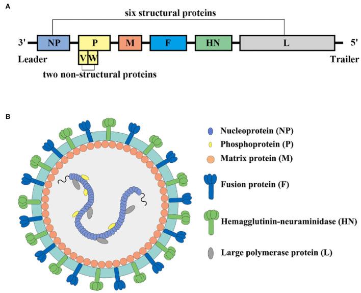 https://cdn.ncbi.nlm.nih.gov/pmc/blobs/8afb/9378970/d5ebc1550fbe/fvets-09-936251-g0002.jpg