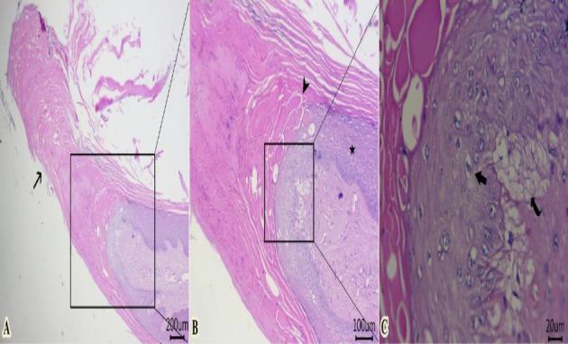 https://cdn.ncbi.nlm.nih.gov/pmc/blobs/8afc/12081143/3030100efda3/VMI2025-9808789.005.jpg