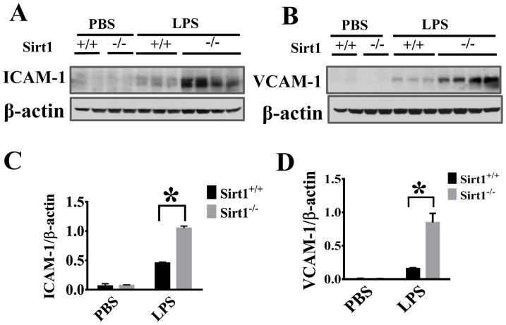 https://cdn.ncbi.nlm.nih.gov/pmc/blobs/8afd/4045768/ec476658709c/pone.0098909.g005.jpg