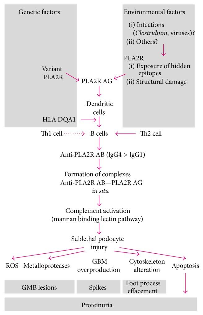 https://cdn.ncbi.nlm.nih.gov/pmc/blobs/8b02/4630372/7567bd5fdf2c/BMRI2015-249740.001.jpg
