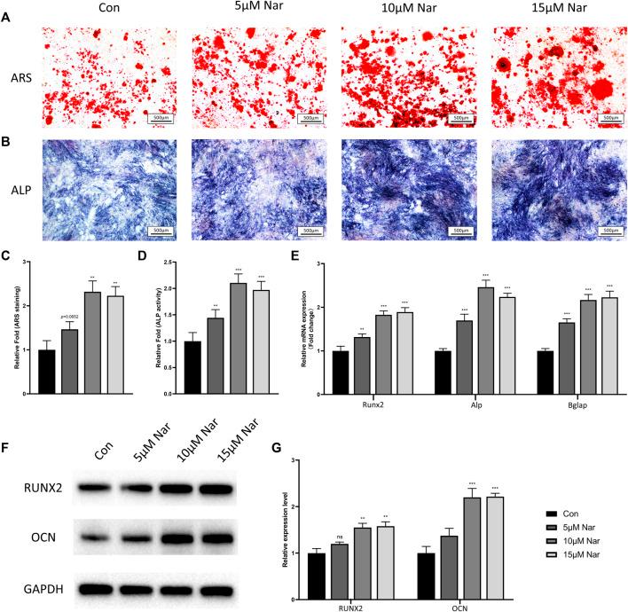 https://cdn.ncbi.nlm.nih.gov/pmc/blobs/8b14/9108355/0b35ffdc5bce/fphar-13-872188-g001.jpg