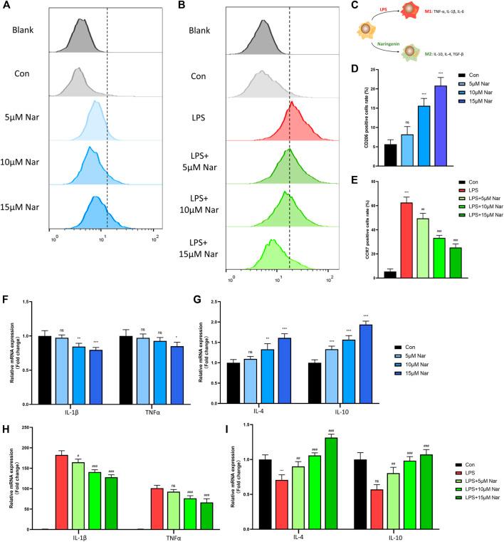https://cdn.ncbi.nlm.nih.gov/pmc/blobs/8b14/9108355/972e71eae377/fphar-13-872188-g003.jpg