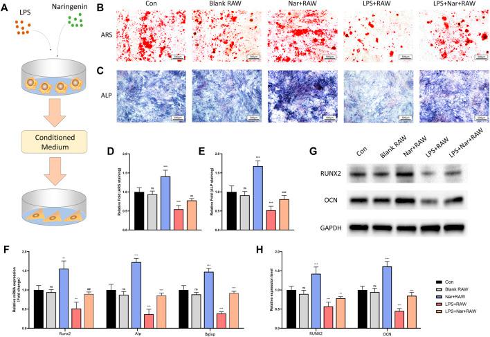 https://cdn.ncbi.nlm.nih.gov/pmc/blobs/8b14/9108355/f7803b106609/fphar-13-872188-g005.jpg