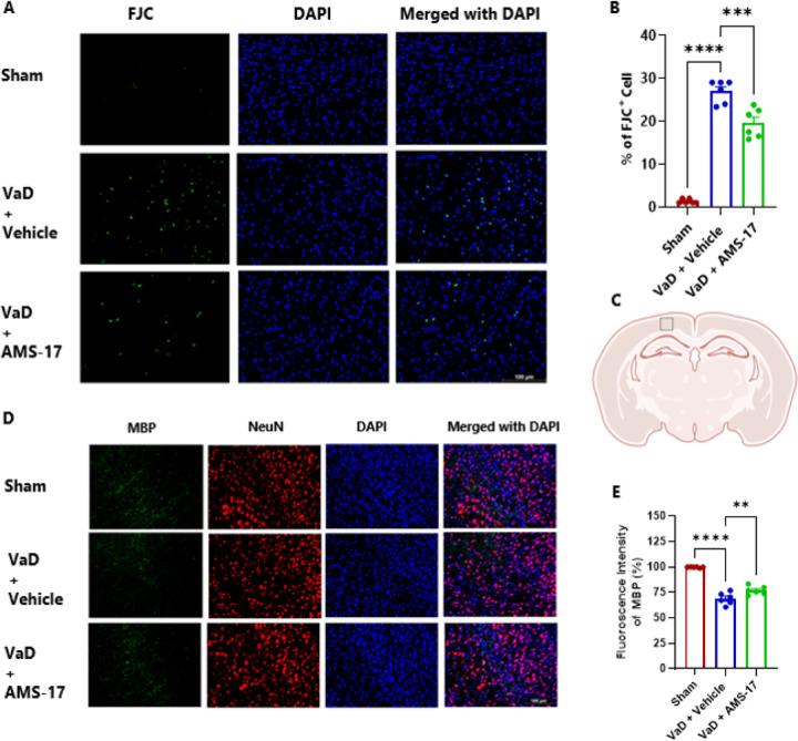 https://cdn.ncbi.nlm.nih.gov/pmc/blobs/8b15/11702818/8483dbe120c9/nihpp-rs5611378v1-f0002.jpg
