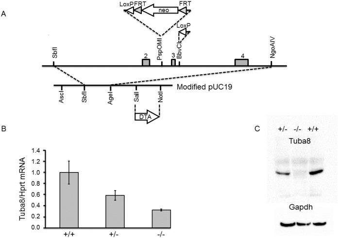 https://cdn.ncbi.nlm.nih.gov/pmc/blobs/8b16/5384676/abfb37fc90df/pone.0174264.g001.jpg