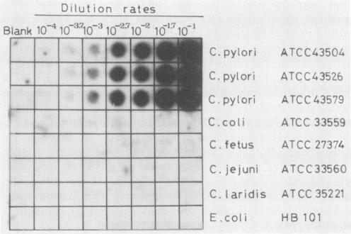 https://cdn.ncbi.nlm.nih.gov/pmc/blobs/8b18/267102/01a9a7929b1a/jcm00072-0046-b.jpg
