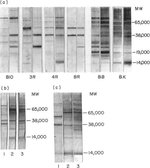 https://cdn.ncbi.nlm.nih.gov/pmc/blobs/8b1b/1384230/f44836fa721b/immunology00124-0117-a.jpg