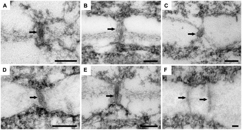 https://cdn.ncbi.nlm.nih.gov/pmc/blobs/8b1b/4329803/e551440ecbda/fpls-06-00053-g005.jpg