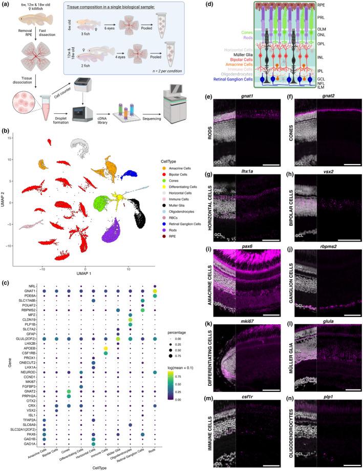 https://cdn.ncbi.nlm.nih.gov/pmc/blobs/8b1e/11320354/8fab6df8e0ac/ACEL-23-e14192-g002.jpg