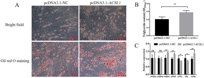 https://cdn.ncbi.nlm.nih.gov/pmc/blobs/8b1f/8871969/03e9d5716959/genes-13-00260-g003.jpg