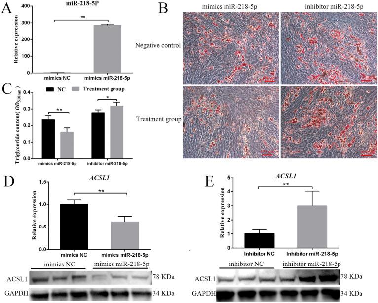 https://cdn.ncbi.nlm.nih.gov/pmc/blobs/8b1f/8871969/eeede9b0800e/genes-13-00260-g005.jpg