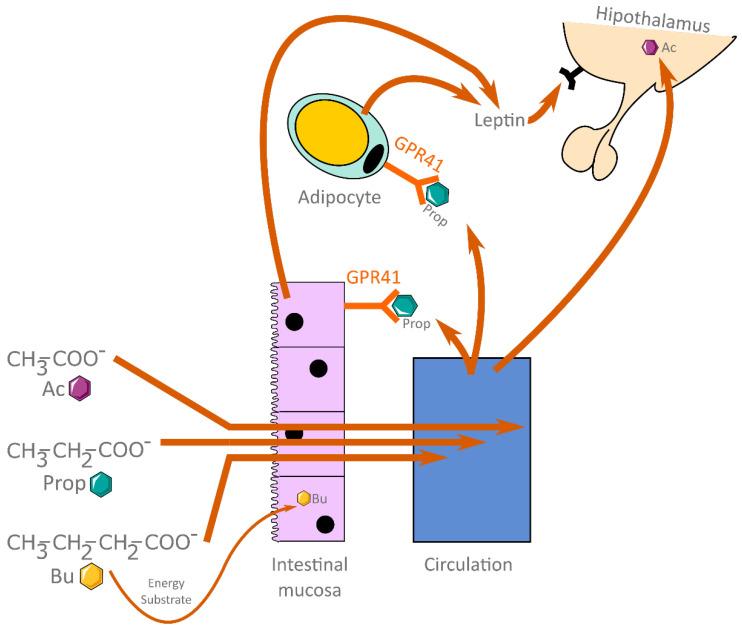 https://cdn.ncbi.nlm.nih.gov/pmc/blobs/8b20/9687917/94041a9d32cd/biology-11-01556-g001.jpg