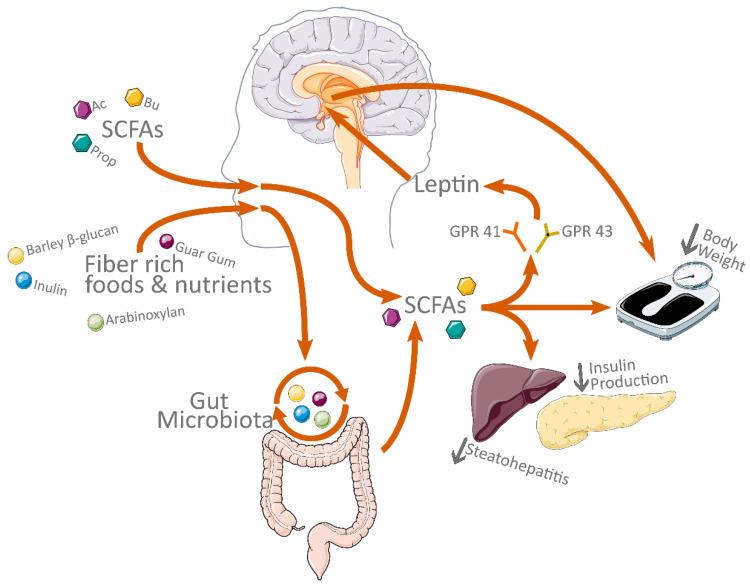 https://cdn.ncbi.nlm.nih.gov/pmc/blobs/8b20/9687917/c1fc766f302c/biology-11-01556-g003.jpg
