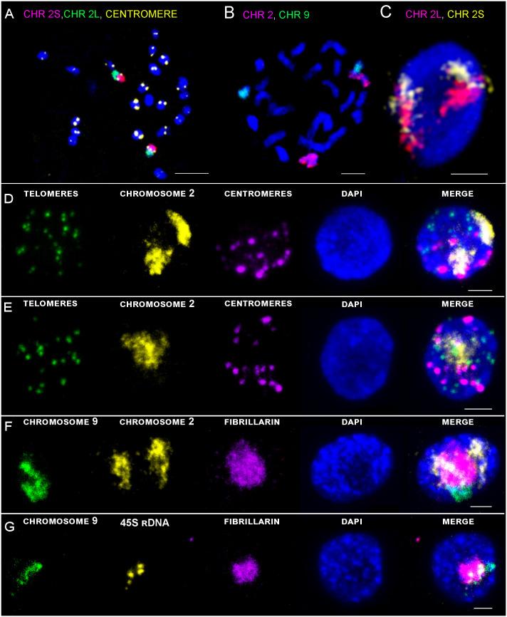 https://cdn.ncbi.nlm.nih.gov/pmc/blobs/8b21/11165205/69d4c3f65e69/fpls-15-1358760-g003.jpg