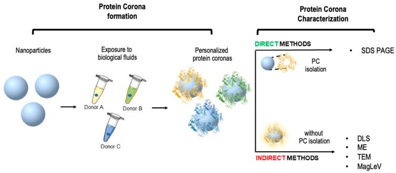 https://cdn.ncbi.nlm.nih.gov/pmc/blobs/8b22/9505839/27f9f247a579/ijms-23-10591-g003.jpg