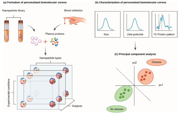 https://cdn.ncbi.nlm.nih.gov/pmc/blobs/8b22/9505839/fb6e1aafecb0/ijms-23-10591-g002.jpg