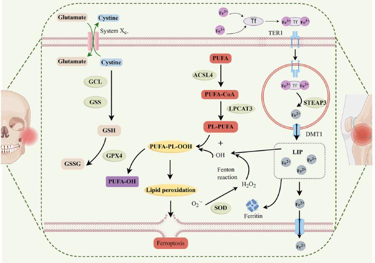 https://cdn.ncbi.nlm.nih.gov/pmc/blobs/8b28/12035841/ca562d5fdf0e/ijmsv22p2119g003.jpg