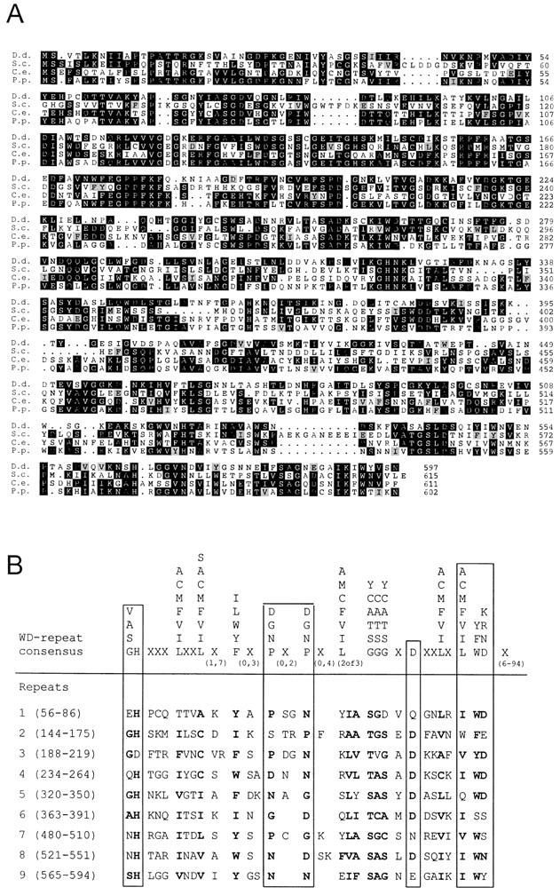 https://cdn.ncbi.nlm.nih.gov/pmc/blobs/8b2c/2156175/77d99d209ebe/JCB9812101.f1.jpg