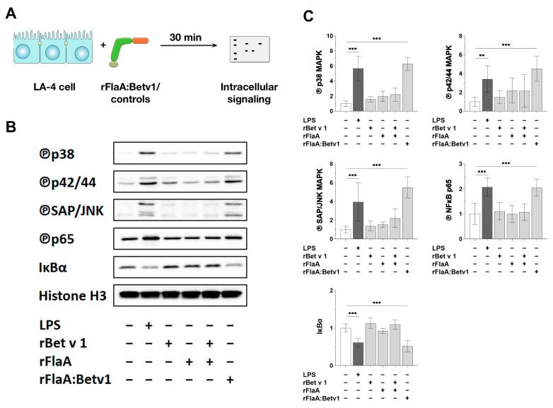 https://cdn.ncbi.nlm.nih.gov/pmc/blobs/8b2f/8700022/053ff8fe2a39/cells-10-03415-g004.jpg
