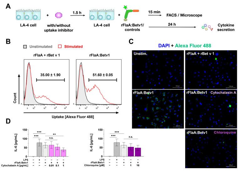 https://cdn.ncbi.nlm.nih.gov/pmc/blobs/8b2f/8700022/9e45c36c5132/cells-10-03415-g003.jpg