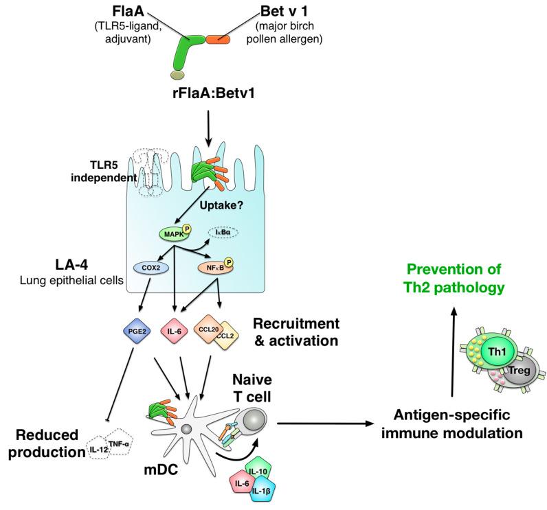 https://cdn.ncbi.nlm.nih.gov/pmc/blobs/8b2f/8700022/9ebc74927d1b/cells-10-03415-g011.jpg