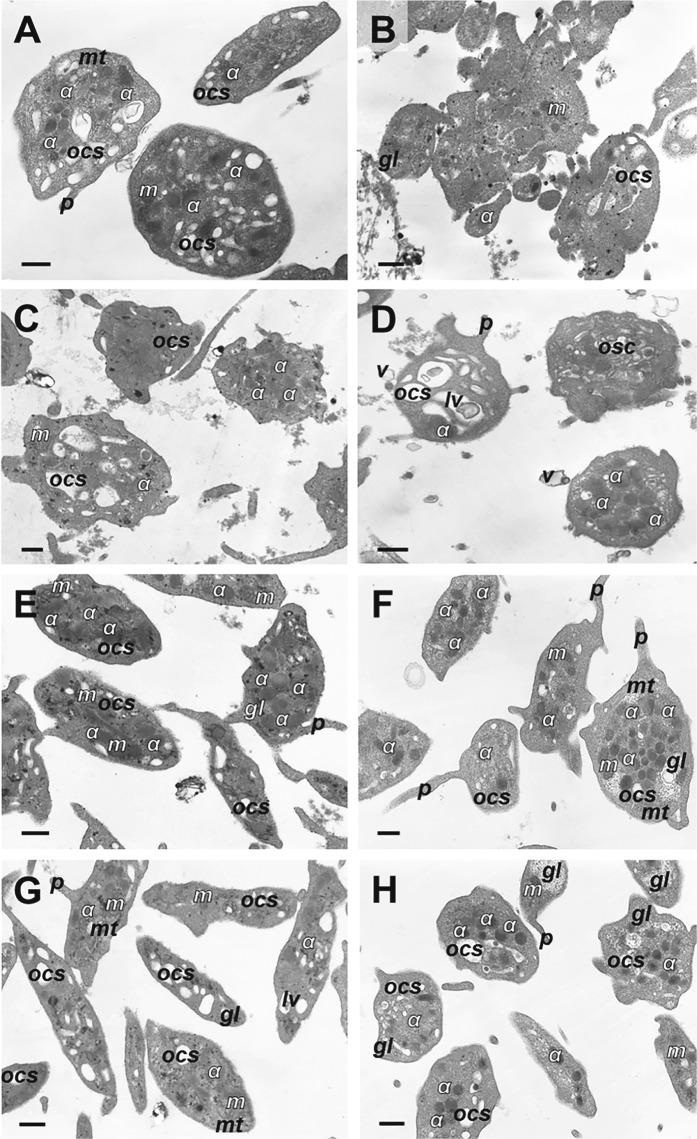 https://cdn.ncbi.nlm.nih.gov/pmc/blobs/8b32/6591288/5f6b142908ec/41420_2019_188_Fig4_HTML.jpg