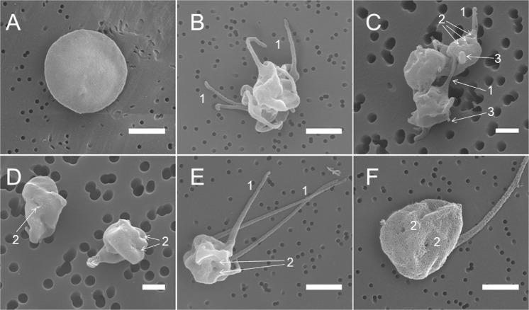 https://cdn.ncbi.nlm.nih.gov/pmc/blobs/8b32/6591288/c8a4cb0aa6d5/41420_2019_188_Fig2_HTML.jpg