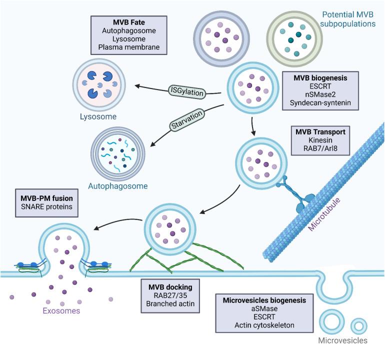 https://cdn.ncbi.nlm.nih.gov/pmc/blobs/8b36/12119490/98826bc50d8f/fimmu-16-1581964-g001.jpg